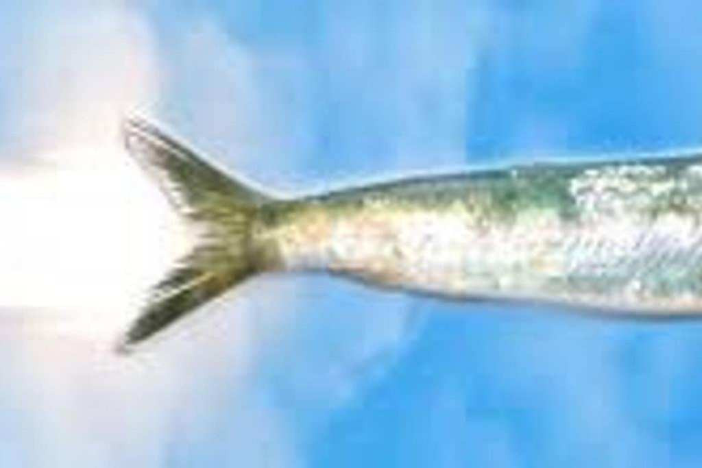 La Sardine Au Coeur Du Panier Lägenhet Marseille Exteriör bild